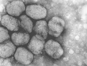 736-japanese-smallpox-epidemic.jpg